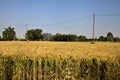 Wheat field with electricity pylons in summer at sunset Royalty Free Stock Photo