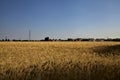 Wheat field with electricity pylons in summer at sunset Royalty Free Stock Photo