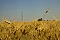 Wheat field with electricity pylons in summer at sunset Royalty Free Stock Photo