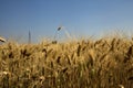 Wheat field with electricity pylons in summer at sunset Royalty Free Stock Photo