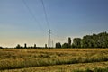 Wheat field with electricity pylons in summer at sunset Royalty Free Stock Photo