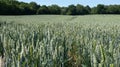 Wheat Field in England for the Summer Solstice 2019 8