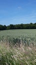 Wheat Field in England for the Summer Solstice 2019 14