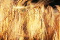 Wheat field evening