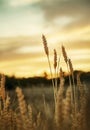 Wheat field and evening sky Royalty Free Stock Photo