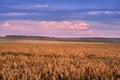 wheat field at evening time, ear in the foreground, evening purple sky Royalty Free Stock Photo