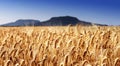 Wheat field at extinct volcanoes