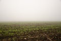 The wheat field falls in Fog Royalty Free Stock Photo