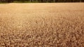 Wheat field. Field with ears spikes of ripe wheat Golden ripened grains of wheat