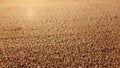 Wheat field. Field with ears spikes of ripe wheat Golden ripened grains of wheat