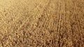 Wheat field. Field with ears spikes of ripe wheat Golden ripened grains of wheat