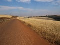 Wheat field yellow cereal plant agriculture rural