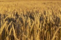 Wheat field. Field with yellow ripe spikelets. Selective focus. Royalty Free Stock Photo