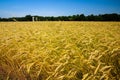 Wheat field