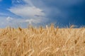 Wheat field