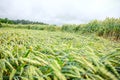 Wheat field flattened by rain, ripe wheat field damaged by wind and rain Royalty Free Stock Photo