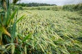 Wheat field flattened by rain, ripe wheat field damaged by wind and rain Royalty Free Stock Photo