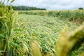 Wheat field flattened by rain, ripe wheat field damaged by wind and rain Royalty Free Stock Photo