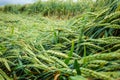 Wheat field flattened by rain, ripe wheat field damaged by wind and rain Royalty Free Stock Photo