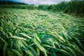 Wheat field flattened by rain, ripe wheat field damaged by wind and rain Royalty Free Stock Photo