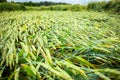 Wheat field flattened by rain, ripe wheat field damaged by wind and rain Royalty Free Stock Photo