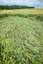 Wheat field flattened by rain, ripe wheat field damaged by wind and rain Royalty Free Stock Photo