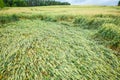 Wheat field flattened by rain, ripe wheat field damaged by wind and rain Royalty Free Stock Photo