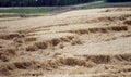 Wheat field flattened by rain, ripe wheat field damaged by wind and rain. Lithuania Royalty Free Stock Photo