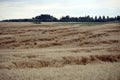 Wheat field flattened by rain, ripe wheat field damaged by wind and rain. Lithuania Royalty Free Stock Photo