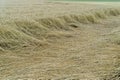 Wheat field flattened by rain, ripe wheat field damaged by wind and rain Royalty Free Stock Photo