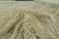 Wheat field flattened by rain, ripe wheat field damaged by wind and rain. Spain Royalty Free Stock Photo