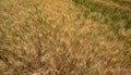 Wheat field with flowering spikes ready for harvest