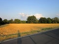 Wheat Field in Frankfurt Main Germany Royalty Free Stock Photo