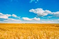 Wheat Field, Fresh Crop Of Wheat