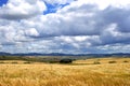 Wheat field in front of mountains, and sky with clouds background Royalty Free Stock Photo