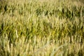 Wheat Field Royalty Free Stock Photo