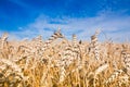 Wheat field, fully ripe corn ears on a sunny summer day, deep blue sky, harvest time, surface photo Royalty Free Stock Photo