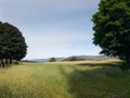 Wheat field in Glen Clova Royalty Free Stock Photo