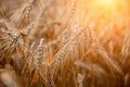 Wheat field with a glint of the sun. Golden ears of wheat or rye. Whole grains close-up. The idea of a rich harvest. Label design Royalty Free Stock Photo