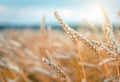 Wheat field. Gold ears wheat or rye. Complete grains close-up. Against the sky with the sun. The idea of a rich harvest. Label art