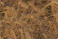 Wheat field - Gold of Punjab