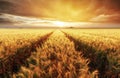 Wheat field with gold sunset landscape, Agriculture industry Royalty Free Stock Photo