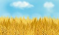 Gpld Wheat field and bluw sky Sunny day Summer watercolor painting Royalty Free Stock Photo