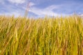 Wheat field. Golden, copy. Blue sky space.