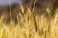 Wheat field Golden crop