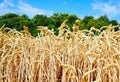 Wheat field with Golden ears against the blue sky Royalty Free Stock Photo