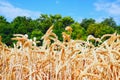 Wheat field with Golden ears against the blue sky Royalty Free Stock Photo