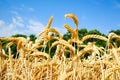 Wheat field with Golden ears against the blue sky Royalty Free Stock Photo