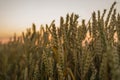 Wheat field. Golden ears of wheat on the field. Background of ripening ears of meadow wheat field. Rich harvest