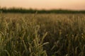 Wheat field. Golden ears of wheat on the field. Background of ripening ears of meadow wheat field. Rich harvest